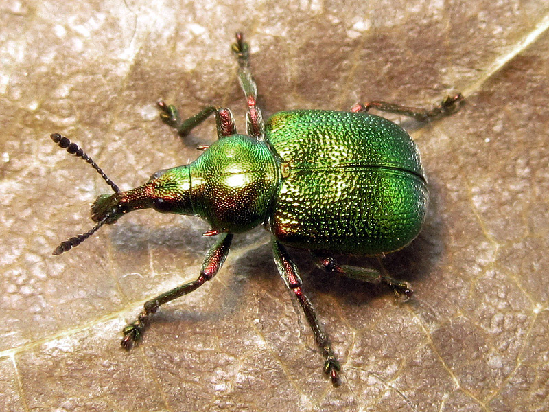 Byctiscus betulae - Rhynchitidae